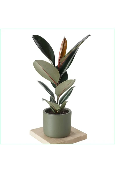 Özel Gri Saksıda Ficus Elastica Large ürün görseli 1