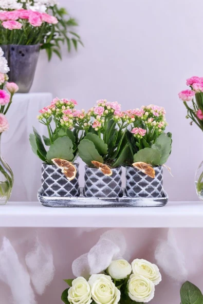 Dekoratif Taş saksılarda kalanşo bitkileri kalanchoe