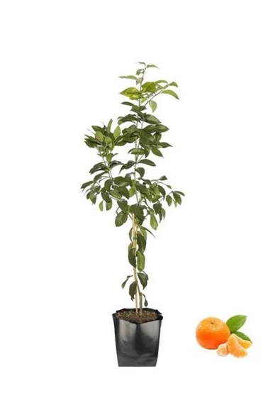 Mandalina Fidanı - Resim 2