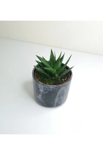 Haworthia 'limifolia' Mini Siyah Seramik Saksılı - Resim 2