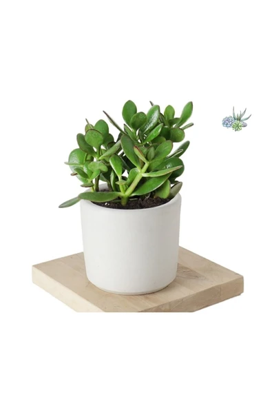 Crassula Ovata Şans Para Çiçeği Şık Dekoratif Saksıda - Resim 4