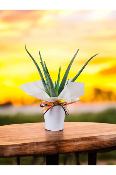 Hediyelik Aloevera ( Sevdiklerinize Sağlık Gönderme Zamanı ) No 5 - Resim 4