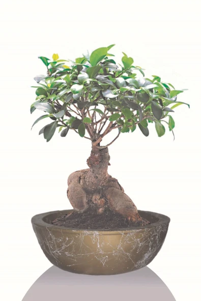 Büyük Boy Bonsai Saksı, Gold Geniş Saksı