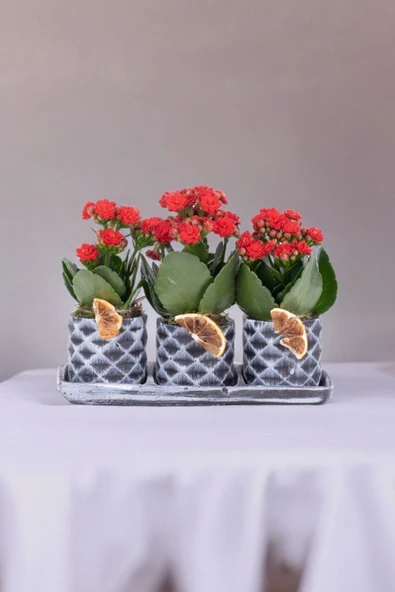 Dekoratif Taş saksılarda kalanşo bitkileri kalanchoe kook - Resim 4