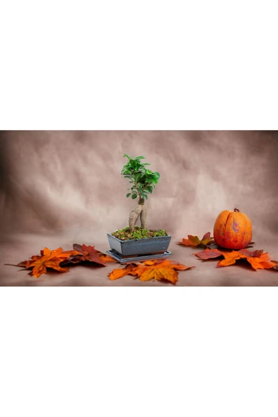 Muhteşem doğum günü hediyesi Bonsai - Resim 3