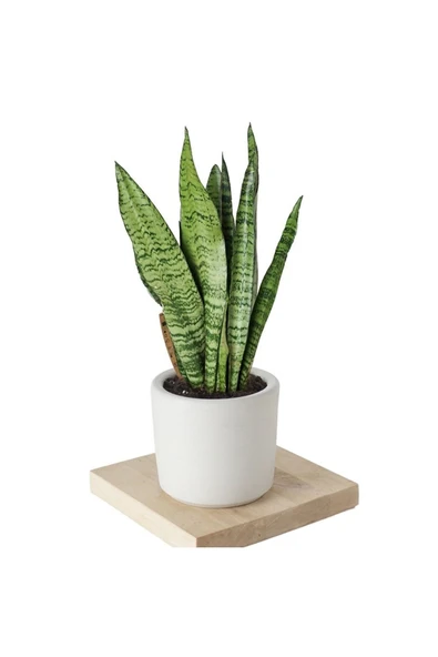 Paşa Kılıcı Dekoratif Saksıda Yaklaşık 90-100 Cm ürün görseli