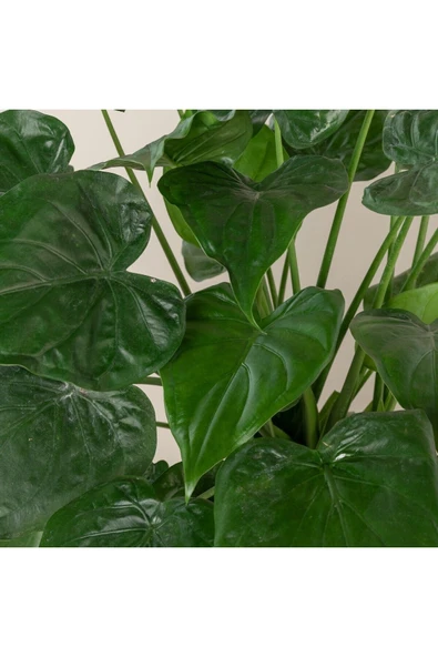 Alocasia Cucullata Fil Kulağı - Resim 3