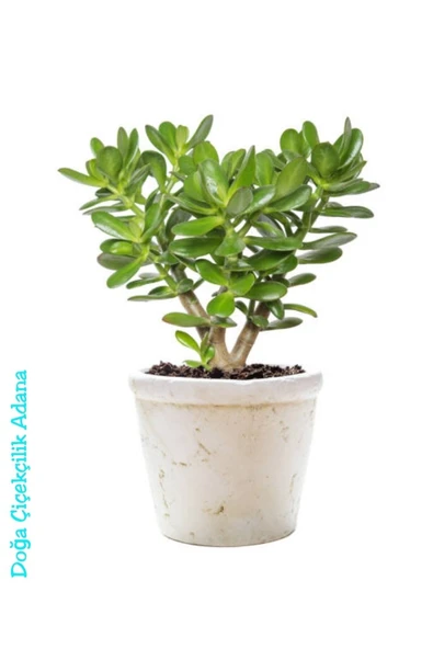 Para Çiçeği Bereket Ağacı Crassula Ovatapara Çiçeği Bereket Ağacı Crassula Ovata ürün görseli 1