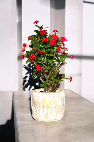 Akgold Roma Saksıda Hediyelik Dikenler Tacı Kırmızı 30-40 cm - Resim 2