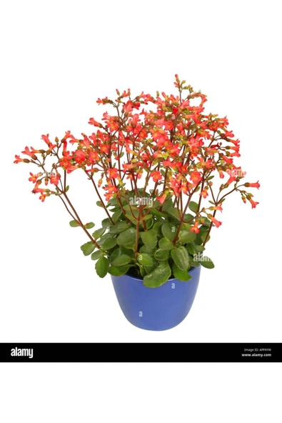 Kalanşo Mangini - Resim 2