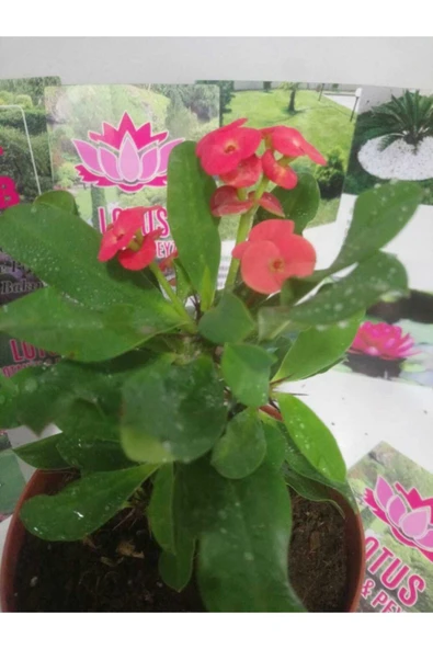 12lik Saksıda Euphorbia Milii Kaktüs Dikenler Tacı Kırmızı Renkli ürün görseli 1