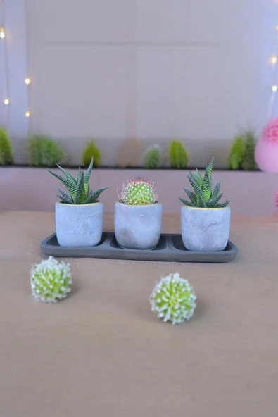 Üçlü taş saksıda kaktüs sukulent seti 01 - Resim 5