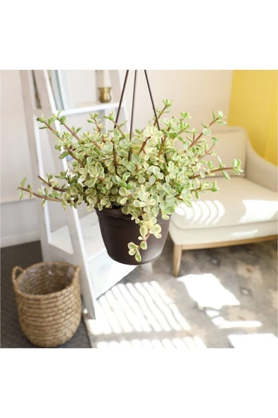 Askılı Saksıda Iki Renkli Para Ağacı Bereket Ağacı Afra Bonsai