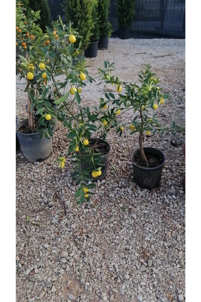 Limquat Limon Fidanı - Resim 3