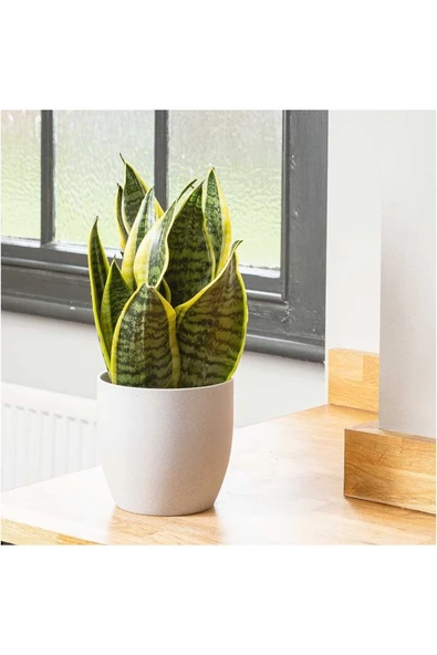 Paşa Kılıcı Dekoratif Saksıda Kampanya ürün görseli