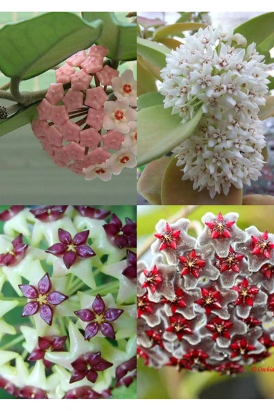 4 çeşit mum çiçeği 4 ayrı saksıda özel renkler - Resim 4