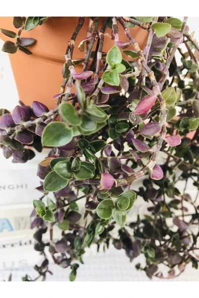 Toprak Saksıda Callisia Repens Sukulent - Resim 2