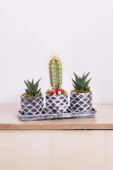 Dekoratif taş saksılarda sukulent kaktüs aranjmanı 001uy - Resim 3