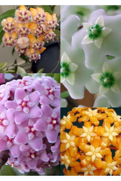 4 çeşit özel tur mum fidanı 4 ayrı saksıda - Resim 2