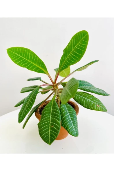 Madagascar Jewel | Euphorbia Leuconeura + Terracotta Saksı ürün görseli 1