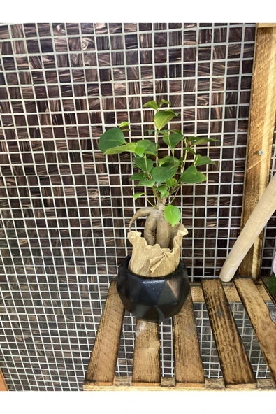 Fıcus Bonsai Ağacı ürün görseli