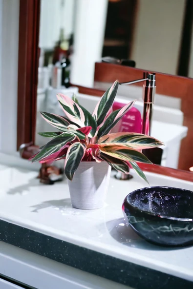 Taş Saksıda stromanthe dua çiçeği bitkisi 01af ürün görseli