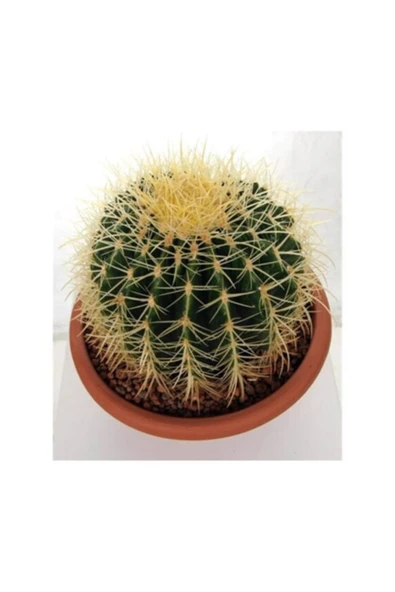Saksılı Echinocactus Grusonii Cactus - Altın Fıçı Kaktüs (5.5 Luk Saksıda)