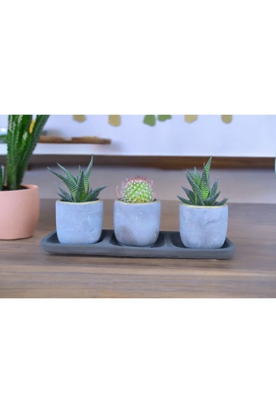 Üçlü taş saksıda kaktüs sukulent seti 01 - Resim 2