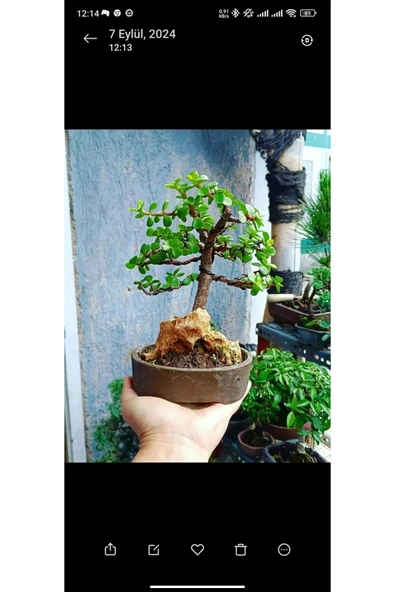 Bonsai Para Ağacı Dekoratif Saksıda - Resim 6