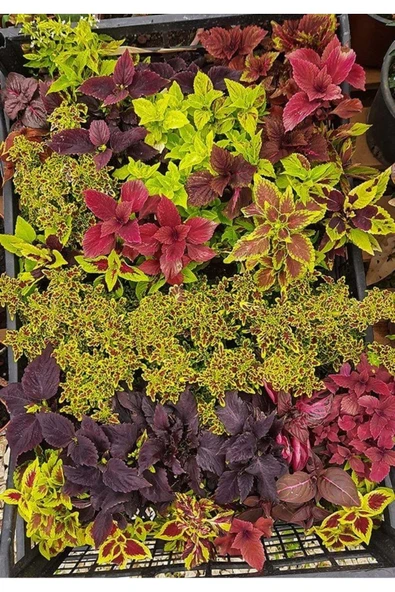 2 tür yaprak güzeli fidanı 2 ayrı mini saksıda - Resim 3