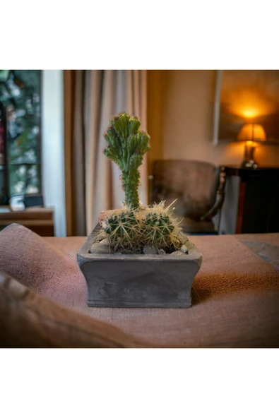 Dekoratif Gri-Gold Taş Saksıda Kaktüs Aranjmanı - Resim 5