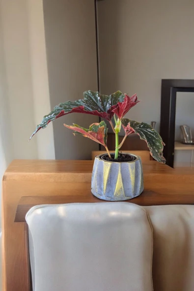 Beton Roma Sütün Saksıda Çilli Begonya 01ciy - 5