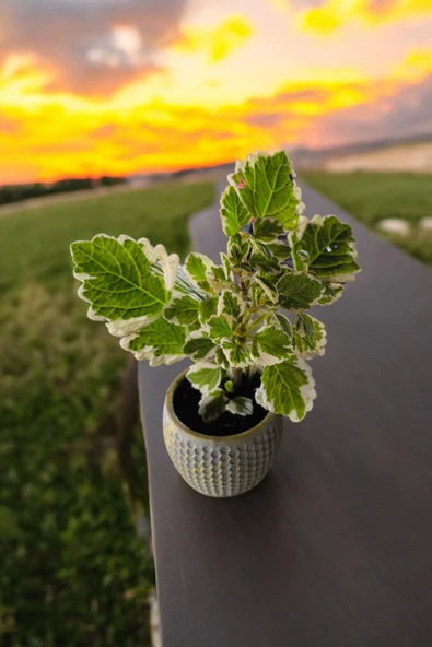 Mini Taş saksıda Cennet Yaprağı Bitkisi Muhteşem Kokulu 5.5 cm Plectranthus Coleoides 001 - Resim 5