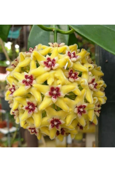 Tüylü Sarı Mor Mum Çiçeği Fidanı ürün görseli 1