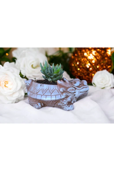 Taş Ejder Saksıda Sukulent - Resim 4