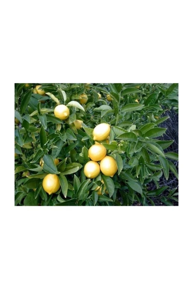 Tüplü Meyve Verme Yaşında Yediveren Limon Fidanı ürün görseli