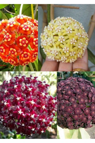 4 çeşit mum çiçeği (turuncu kırmızı mor ve sarı) - Resim 4