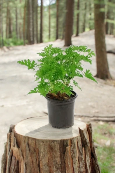 Rhipsalis ramulosa 'Red Coral' Fidesi (Itır gül damlası Hediyesi ile) 01 - Resim 3