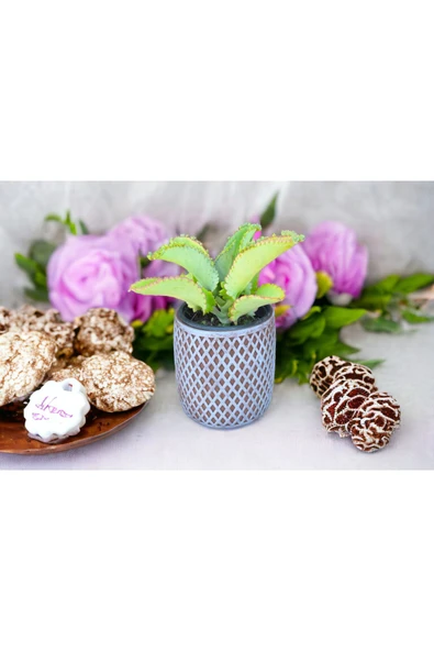 Peygamber efendimizin gözyaşı bitkisi ürün görseli