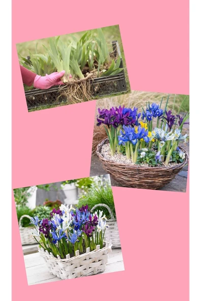 100 adet saksılık iris süsen soğanı Germany İris kampanya bd - Resim 4