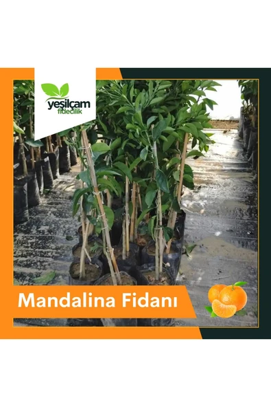 Mandalina Fidanı ürün görseli