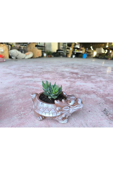 Taş Ejder Saksıda Sukulent - Resim 7