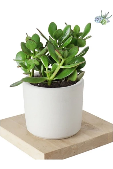 3 Adet Crassula Ovata Şans Para Çiçeği Şık Dekoratif Saksıda ürün görseli 1