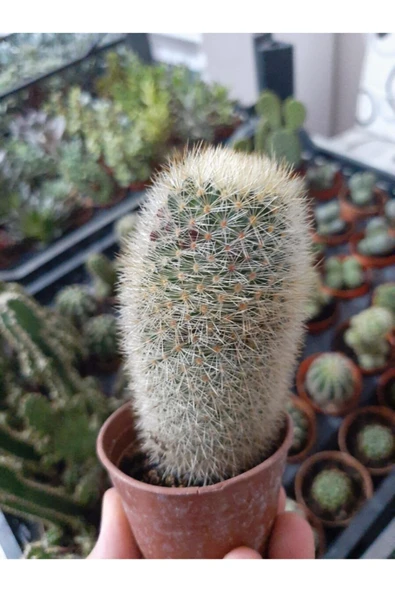 Karayip Mammillaria Ü - Resim 2