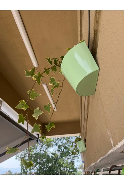 Hedera Sarmaşığı Canlı Bitki - Resim 4