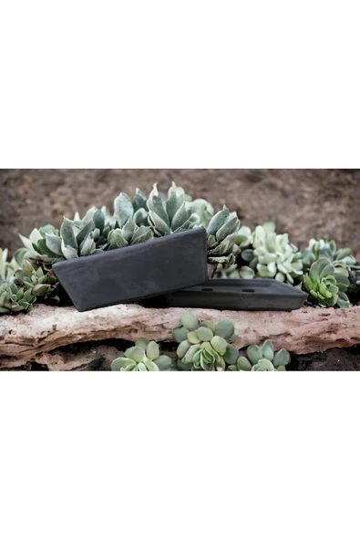 Bonsai Saksısı Tabaklı ve Beton suktepî - Resim 3