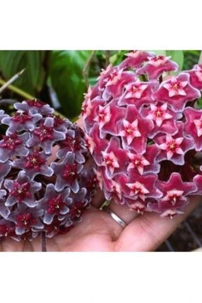 Koyu Pembe ve Kara Çiçekli Mum Çiçeği Fidanları - Resim 2