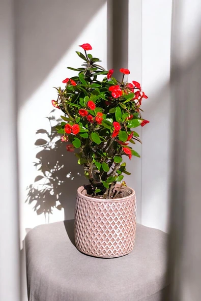 Hisar Saksıda Hediyelik Dikenler Tacı Kırmızı 30-40 cm - Resim 2