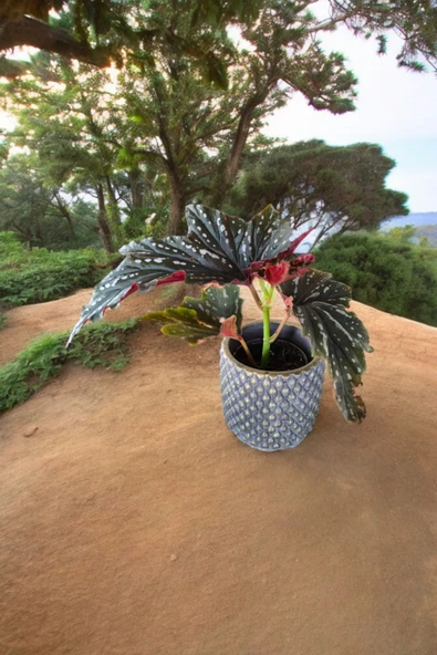 Bodrum Dizayn Taş Saksıda Çilli Begonya ürün görseli