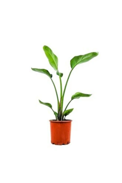 Starliçe ürün görseli